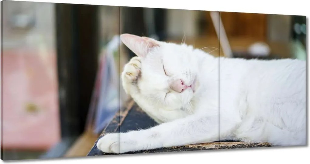 Vászonkép 120x60 Cica Cicák Macskák