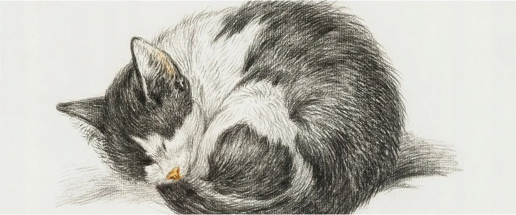 Dekoratív Fotótapéta Hálószobába Bájos cica 250x104 Ragasztó