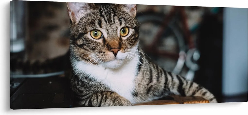 Macska képe (120x50 cm)