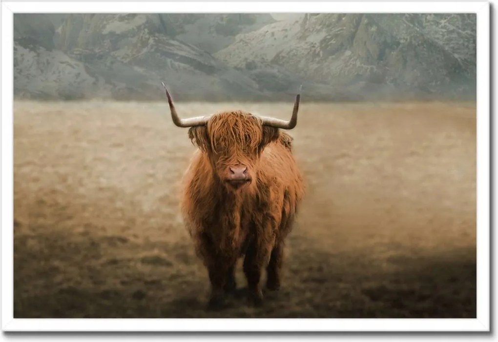 Poszterek keretben 60x40 Szarvasmarha szarvak