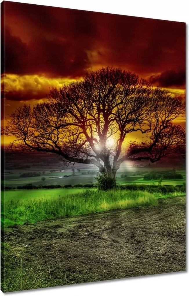 Vászonkép 60x80 Varázslatos fa tájkép
