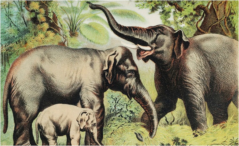 Dekoratív Fotótapéta Furnér Flizelin Családi elefántok 416x254 Ragasztó