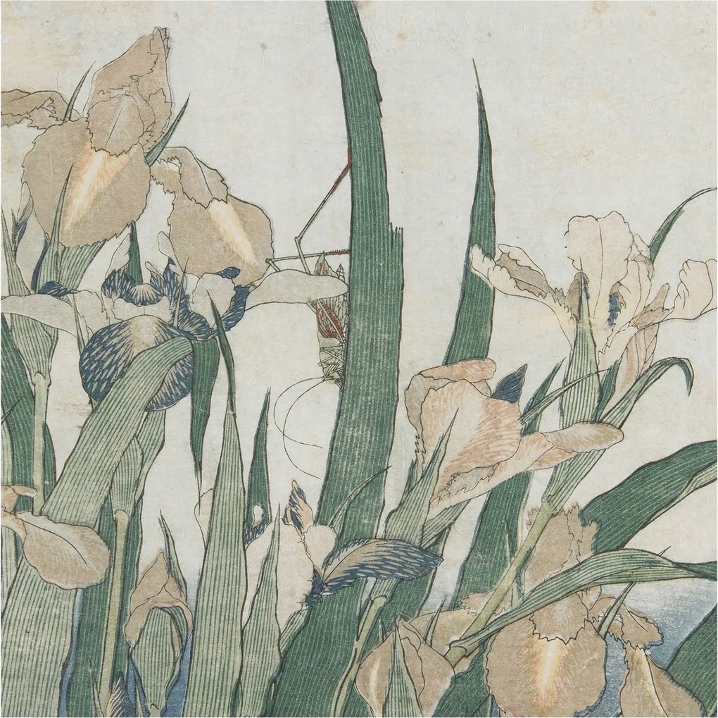 Flizelina Dekoratív Fotótapéta Hálószobába Finom íriszek 250x250 Ragasztó