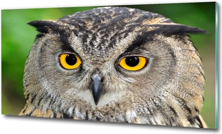 Fotó-kép fotó edzett üveg Bagoly 125x50
