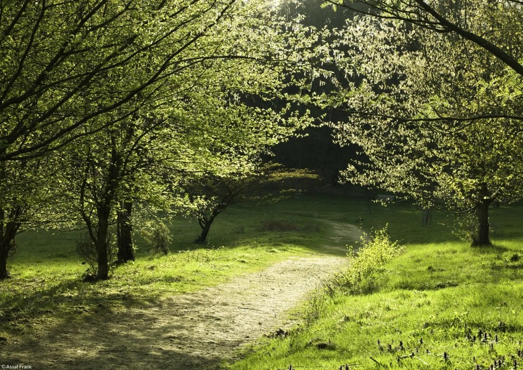 Poszter 29,7x21cm Napfény a fák közötti ösvényen, Assaf Frank