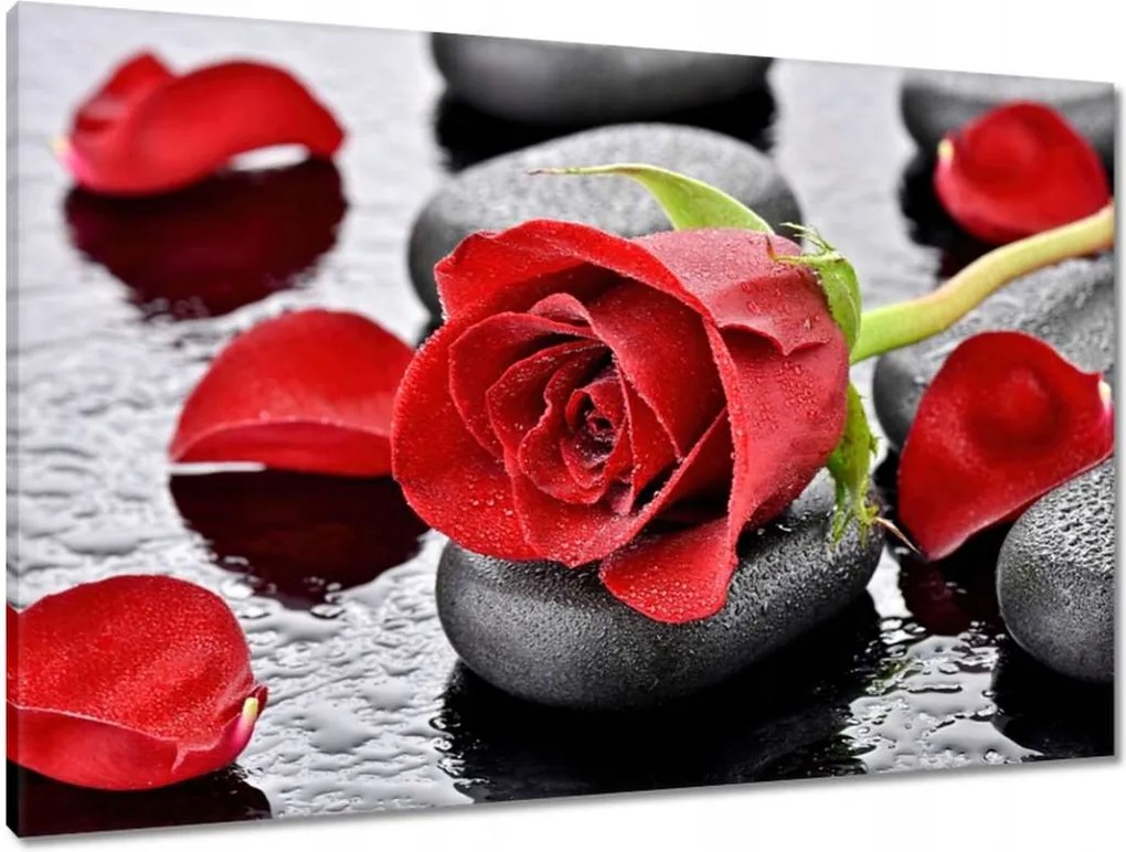 Vászonkép 90x60 Vörös rózsák Kövek