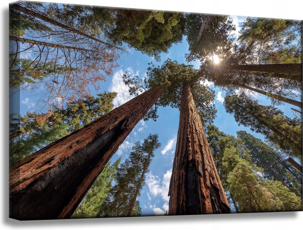 Vászonkép Magas fák Ég Természet Nap 60x40 cm