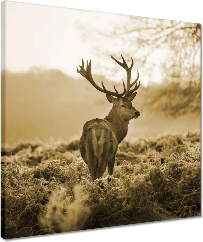 Vászonkép 40x40 Szarvas az erdőben