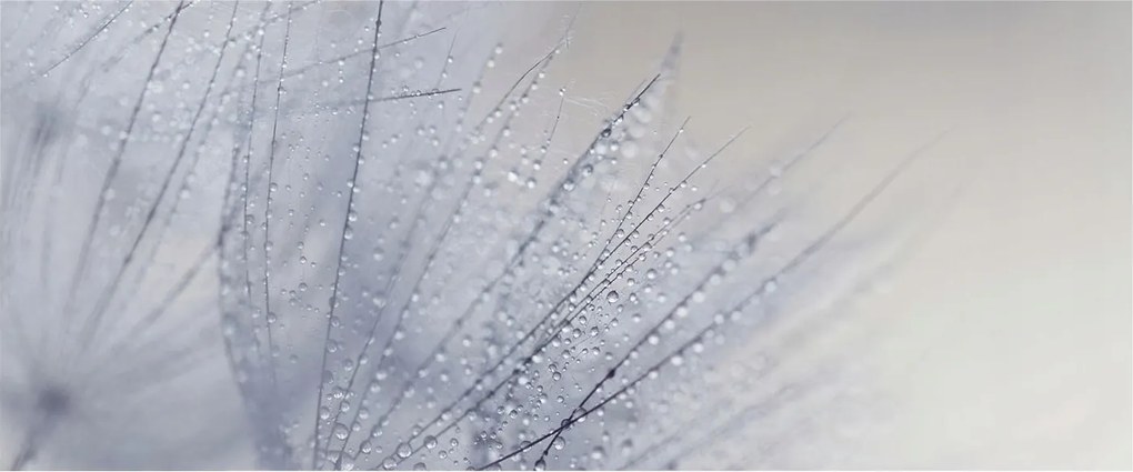 Fotótapéta Falra az előszoba konyhájába Pitypang gyöngyös 250x104 Ragasztó