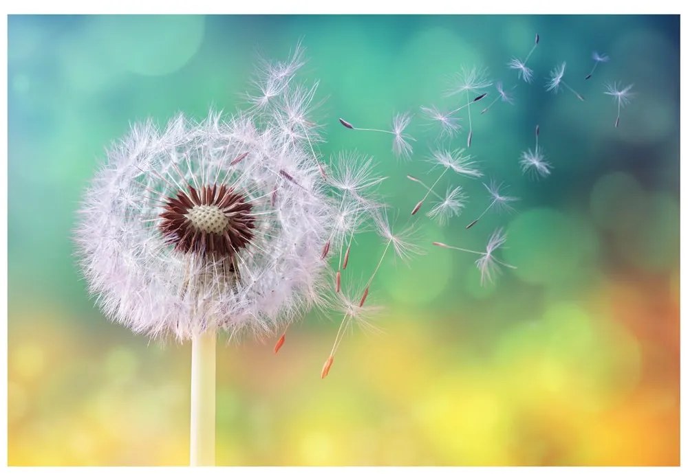 Öntapadó fotótapéta varázslatos pitypang