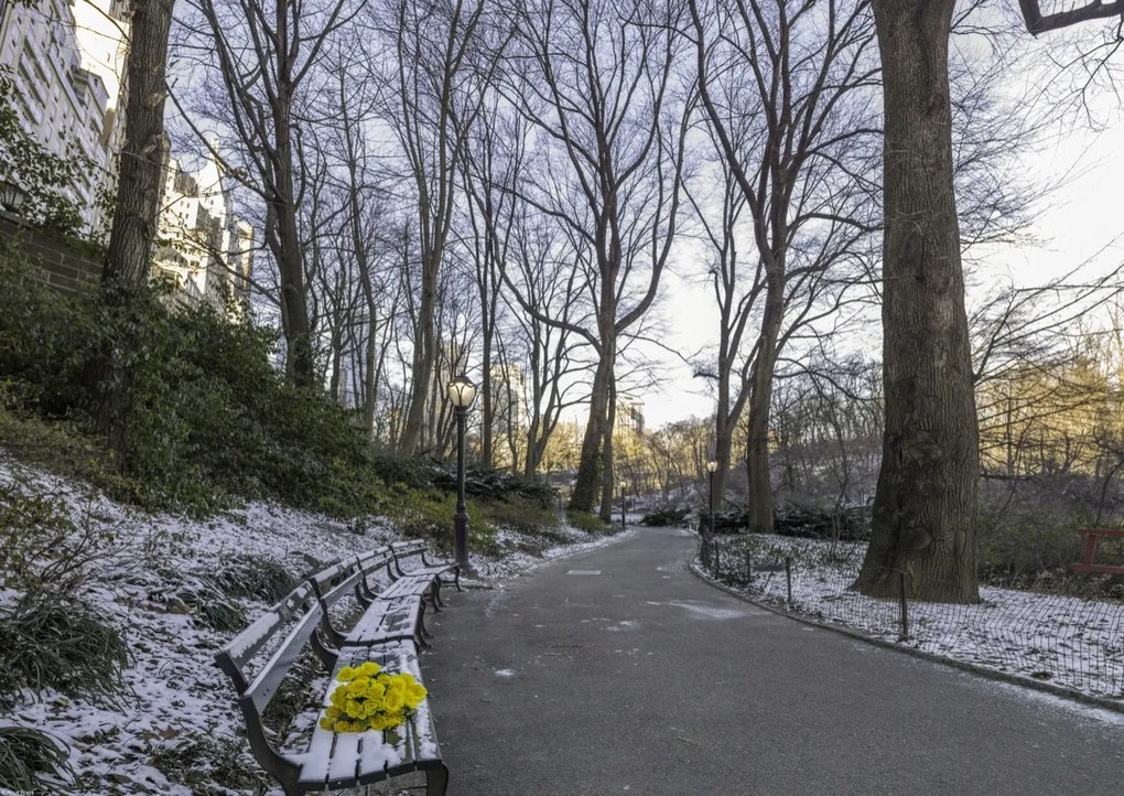 Poszter 59,4x42cm Egy csokor sárga virág egy padon a parkban, Assaf Frank