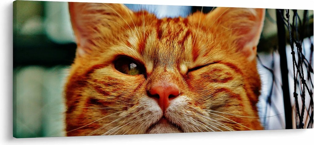 Egy pislogó macska képe (120x50 cm)