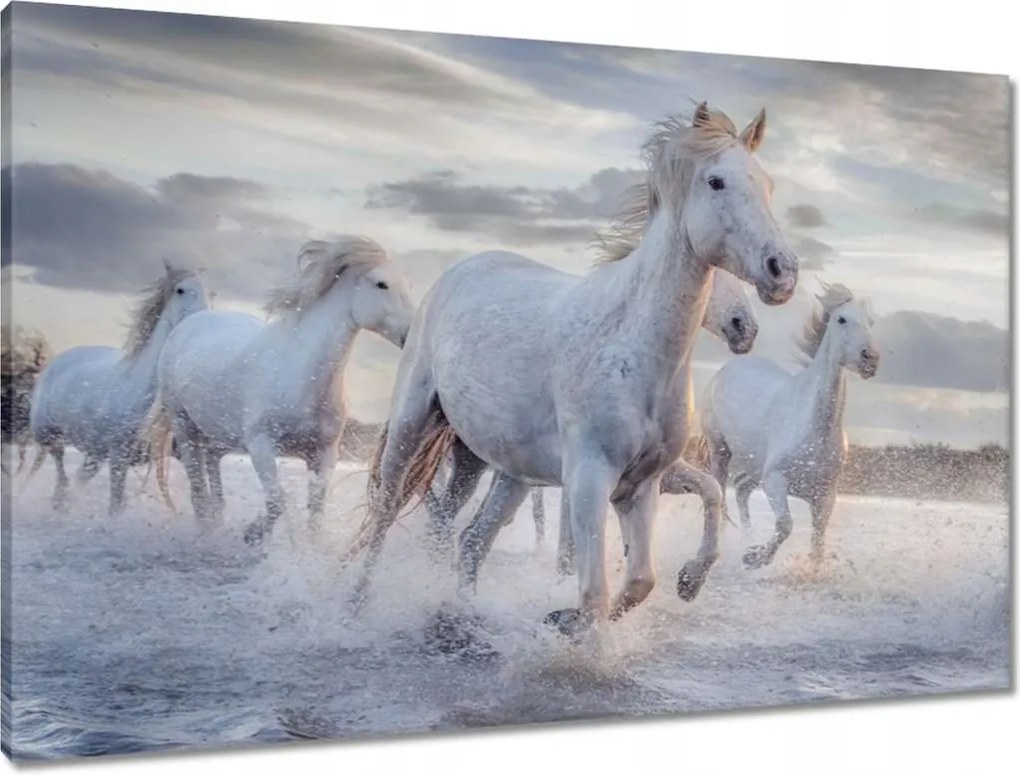 Vászonkép 90x60 Vad lovak Wild Horses