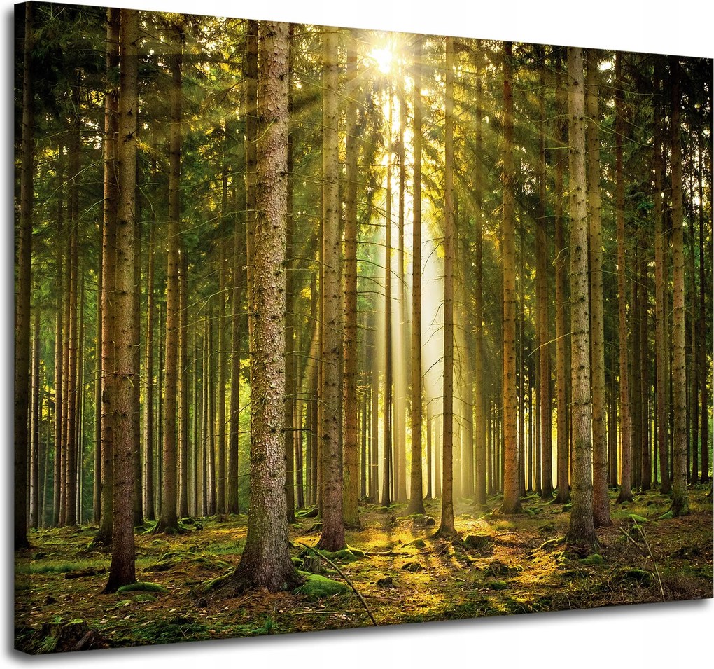 Vászonkép Erdő Fák Nap Természet Tavasz 100x80 cm