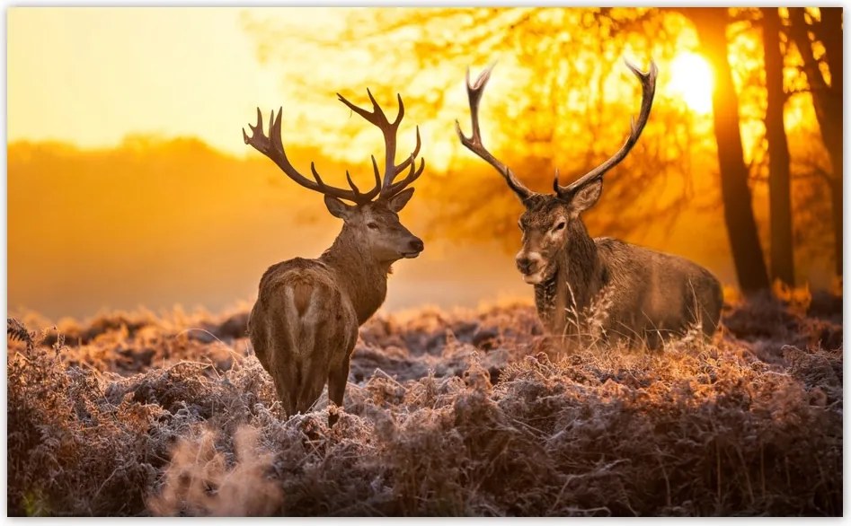 Fotótapéta flizelina 416x254 Szarvasok a rikkancson