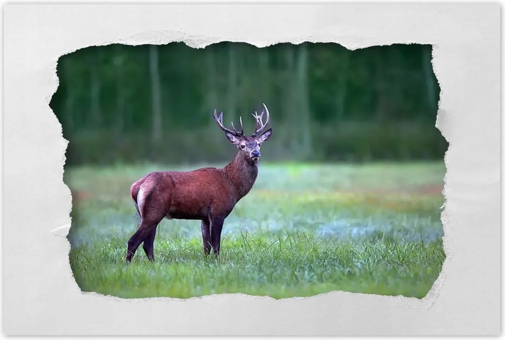 Poszterek 90x60 Szarvas Erdő Tájkép