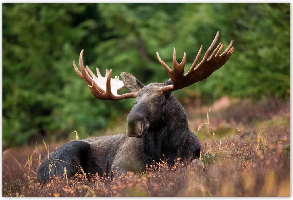 Poszterek 155x105 Szarvas a csarnokban