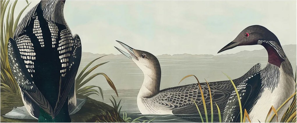 Dekoratív fotótapéta falra Könnyű összeszerelés Madarak a víz felett 250x104 Ragasztó