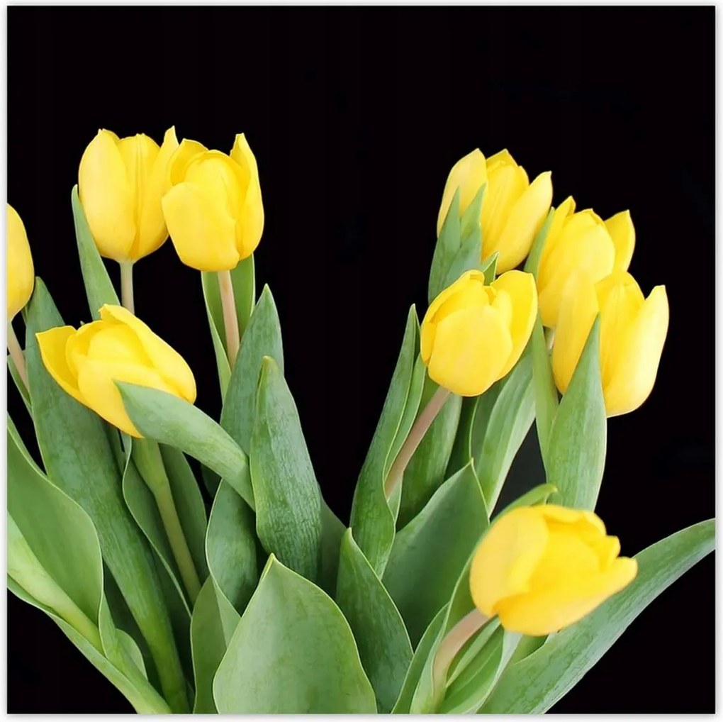 Poszterek 140x140 Sárga tulipánok