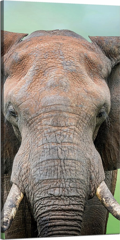 Vászonkép Elefánt arca Agyar Szürke Állat 60x120 cm