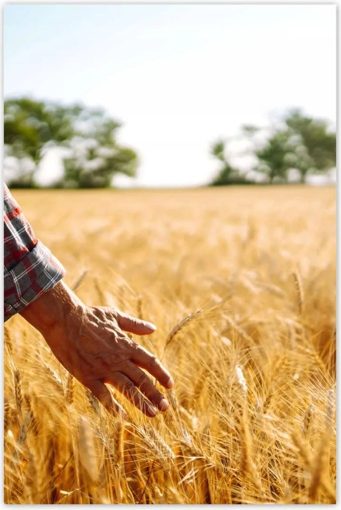 Poszterek 80x120 Séta a gazda a gabonában