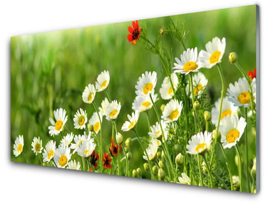 Fali üvegkép Daisy növény természet 140x70 cm