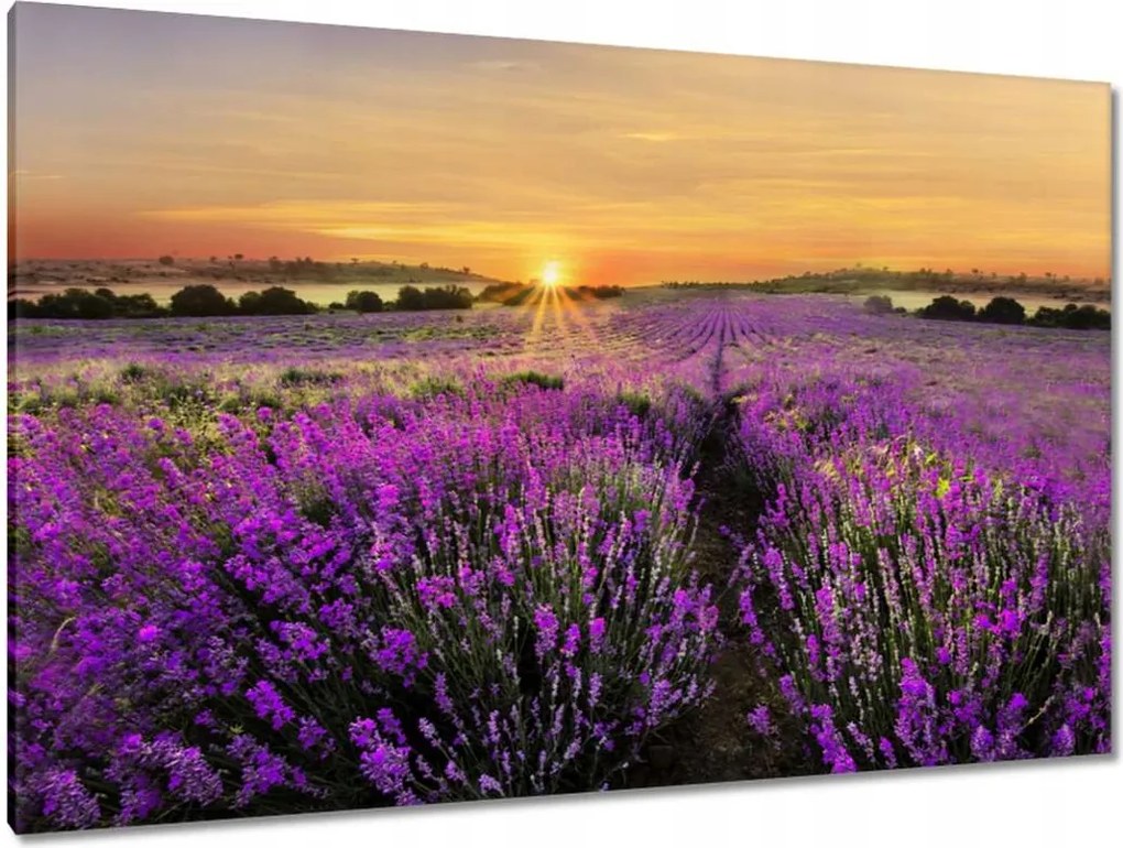 Vászonkép 120x80 Levendula Naplemente
