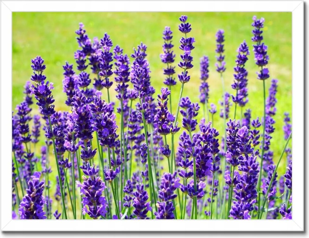 Poszterek keretben 40x30 Levendula virágok