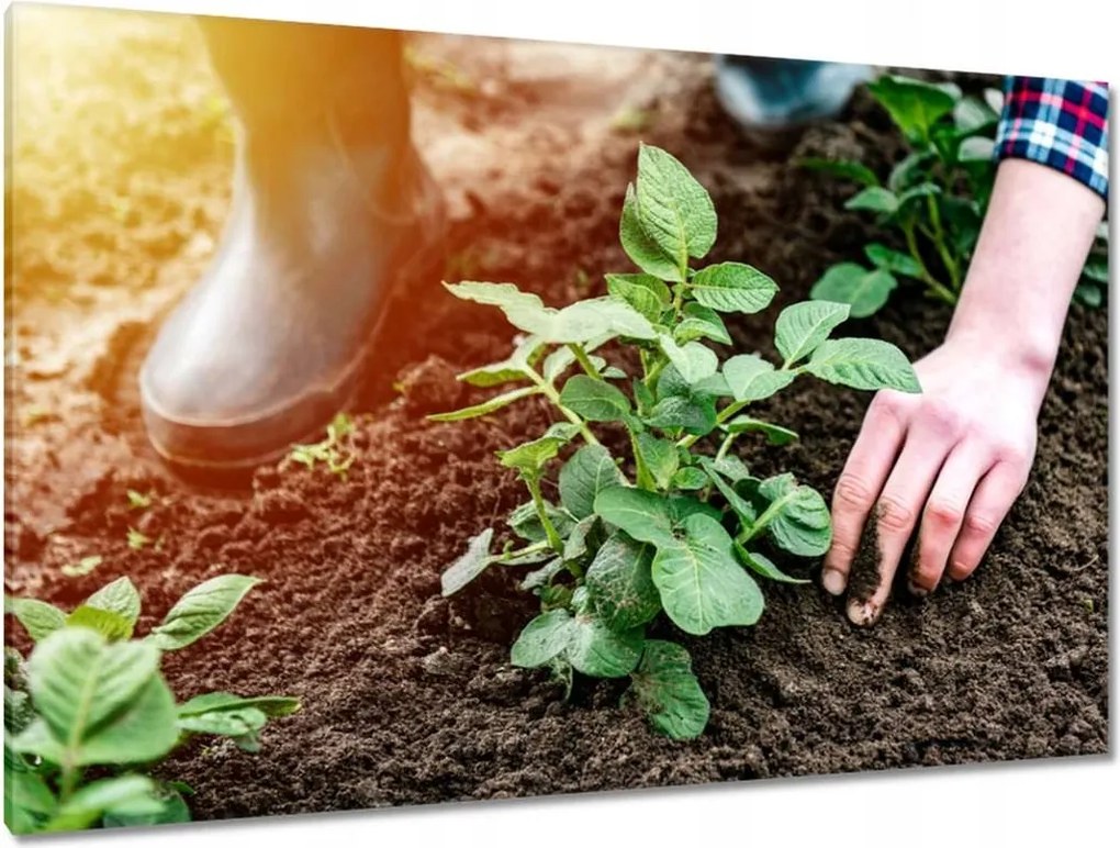 Képek 120x80 Gyomok eltávolítása a földről