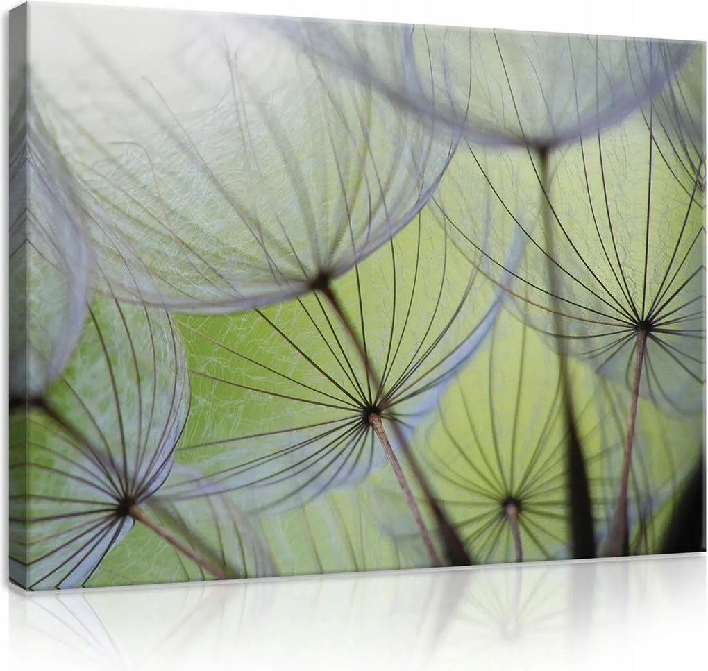 Vászonkép pitypang falikép zöld fehér 100 x 75