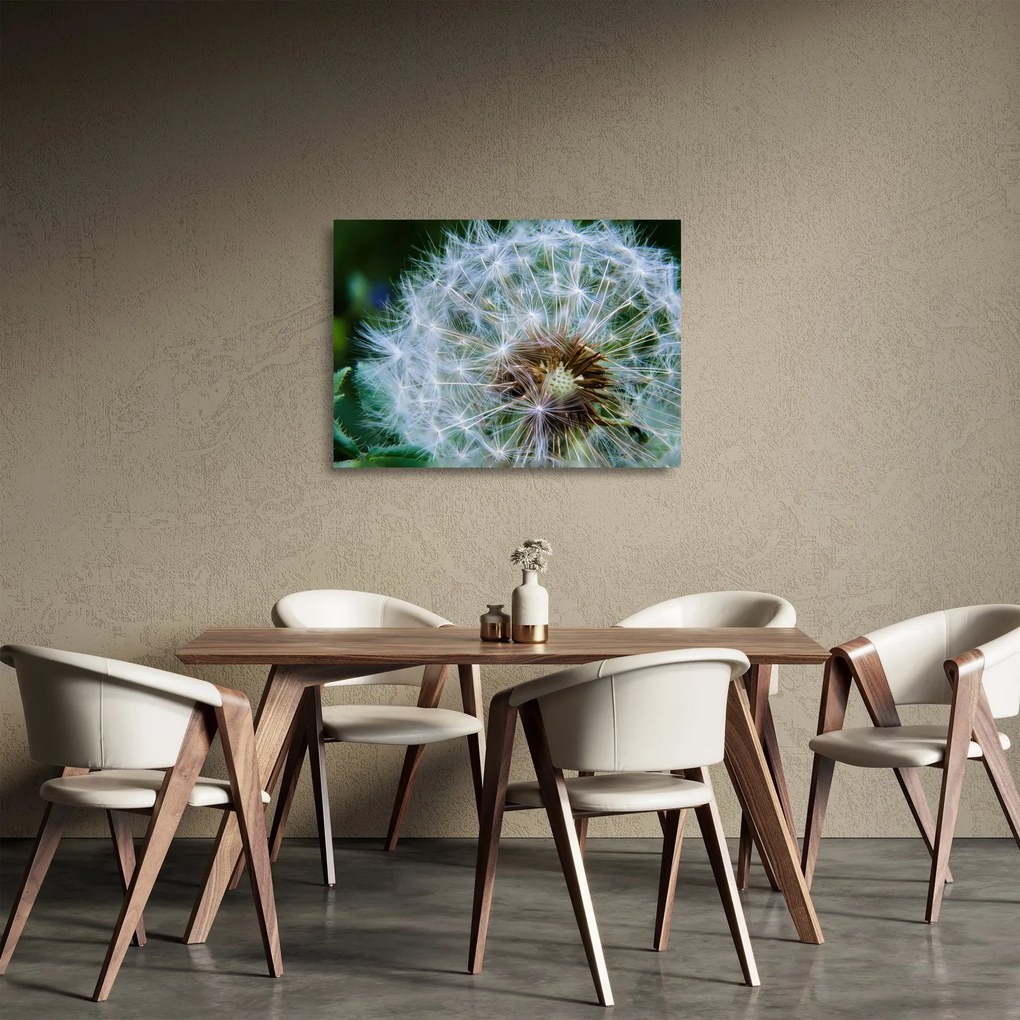 Elvirágzott pitypang képe (üvegen) (70x50 cm)
