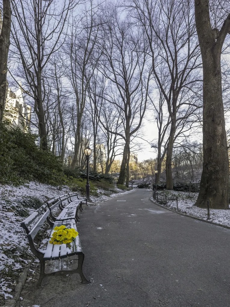 Poszter 60x80cm Egy csokor sárga virág egy padon a parkban, Assaf Frank