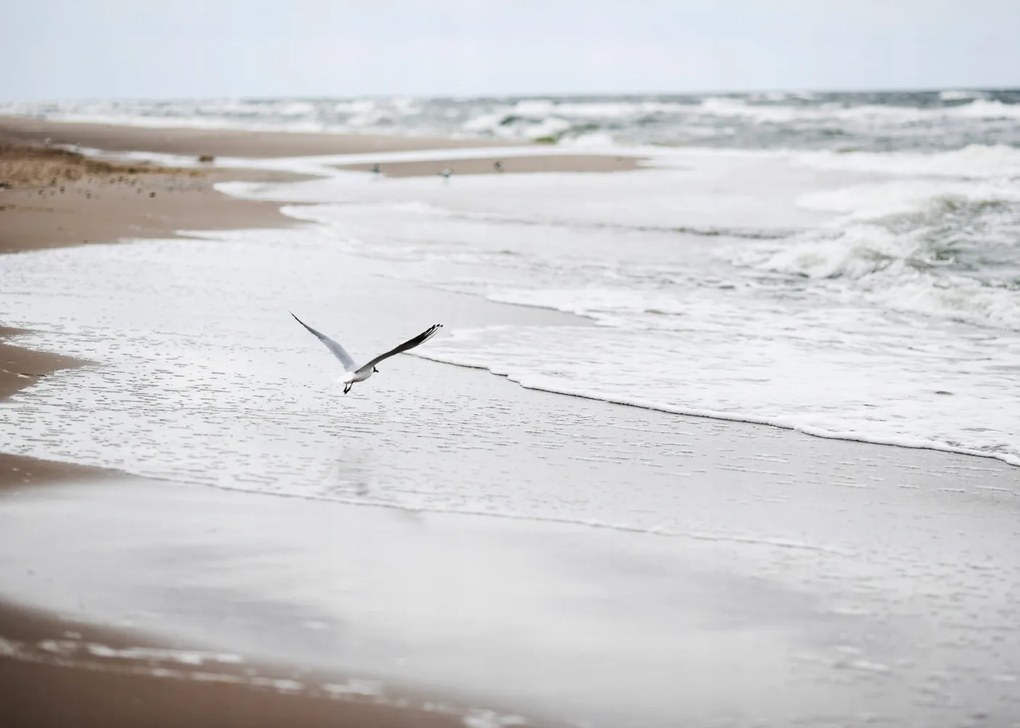 Sirály Tenger poszter B1 100x70cm kép #142