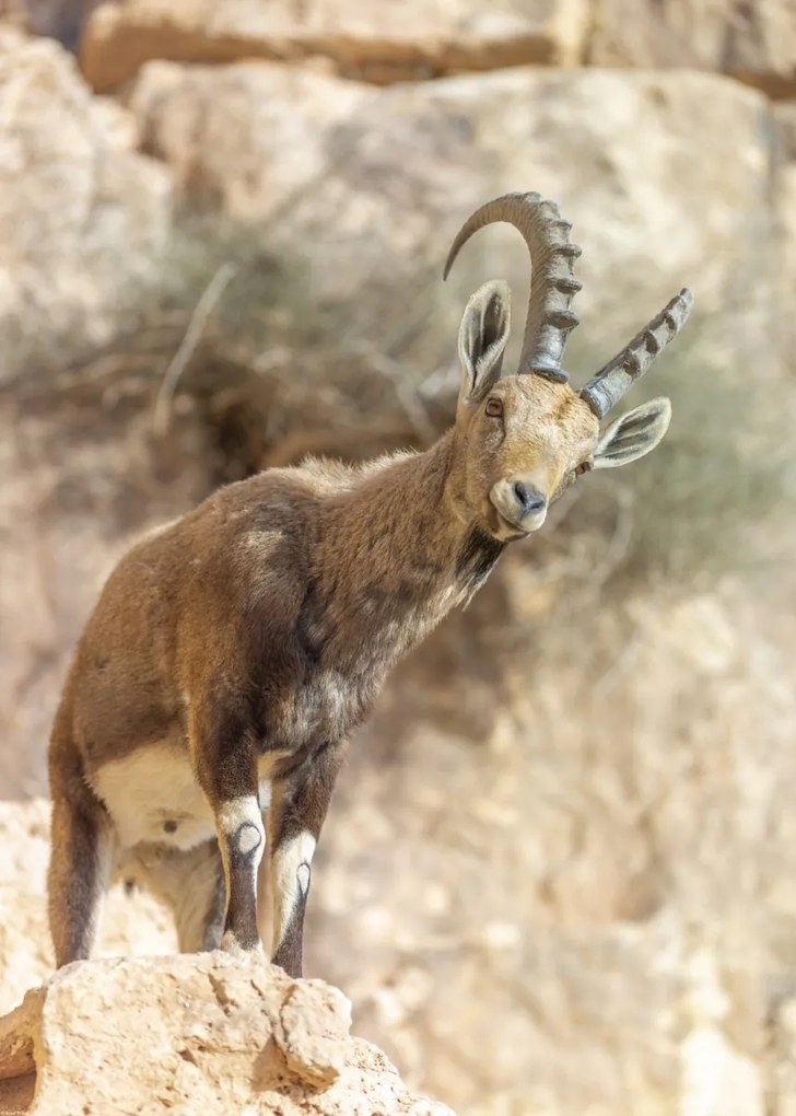 Poszter 50x70cm Ibex Nubiana, Assaf Frank