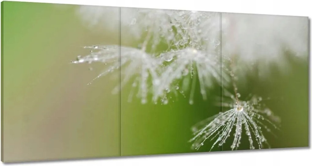 Vászonkép 120x60 Pitypang Virág Virágok