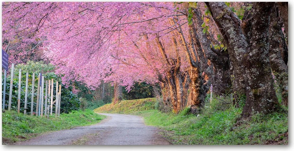 Fotó kép edzett üveg Cseresznyevirágok 140x70