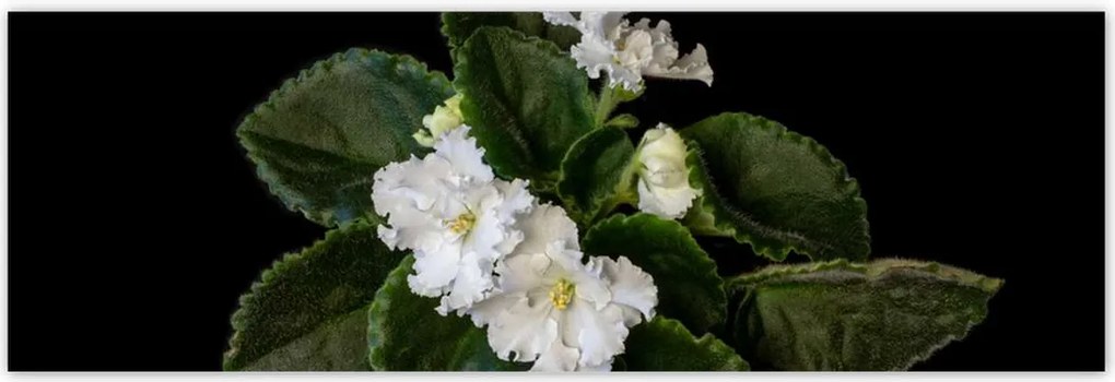 Poszterek 200x66 Fehér jázminvirág