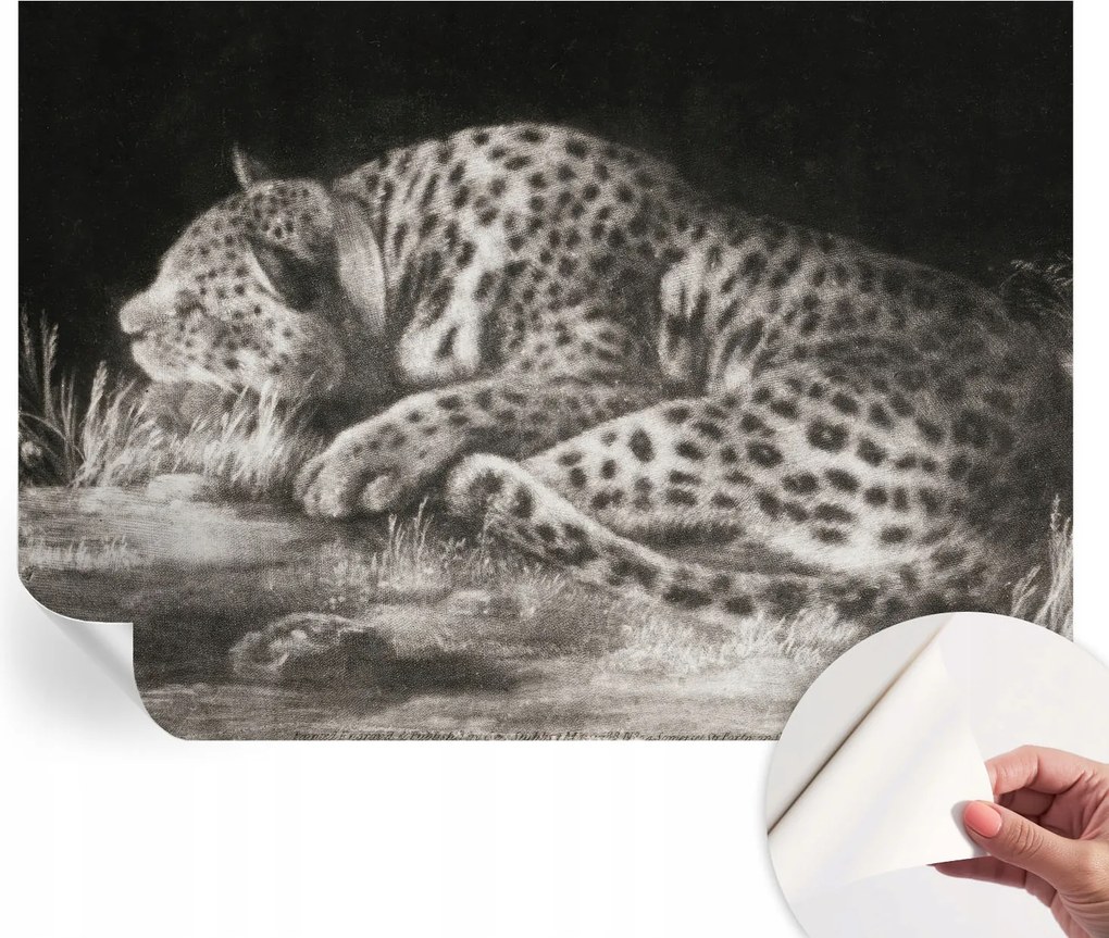 Öntapadós Dekoratív Fotótapéta Hálószoba Leopárd Pihenő 312x219