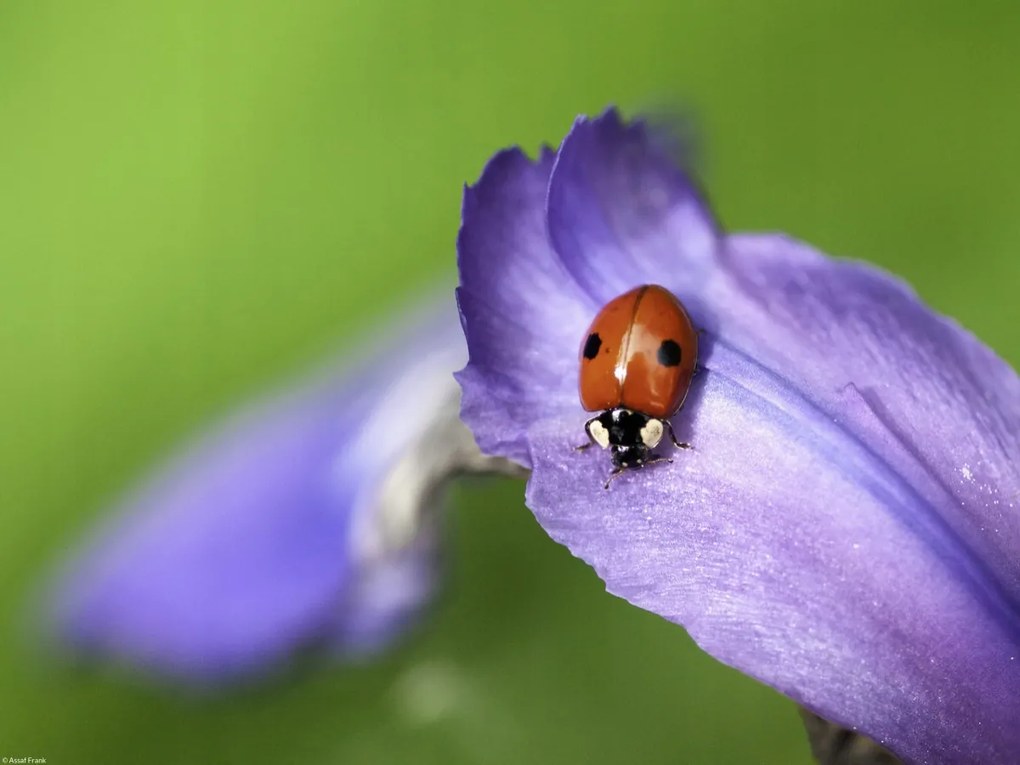 Poszter 40x30cm Katicabogár, Assaf Frank
