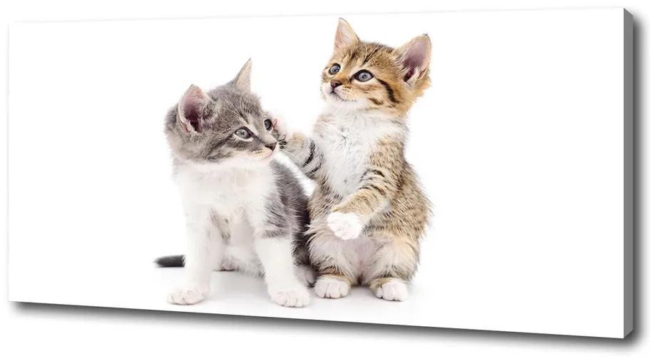 Vászonkép Két kis macska pl-oc-125x50-f-120060855