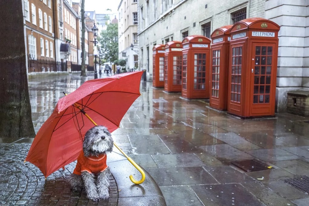 Poszter 60x40cm Kutya esernyővel a londoni utcán, Assaf Frank