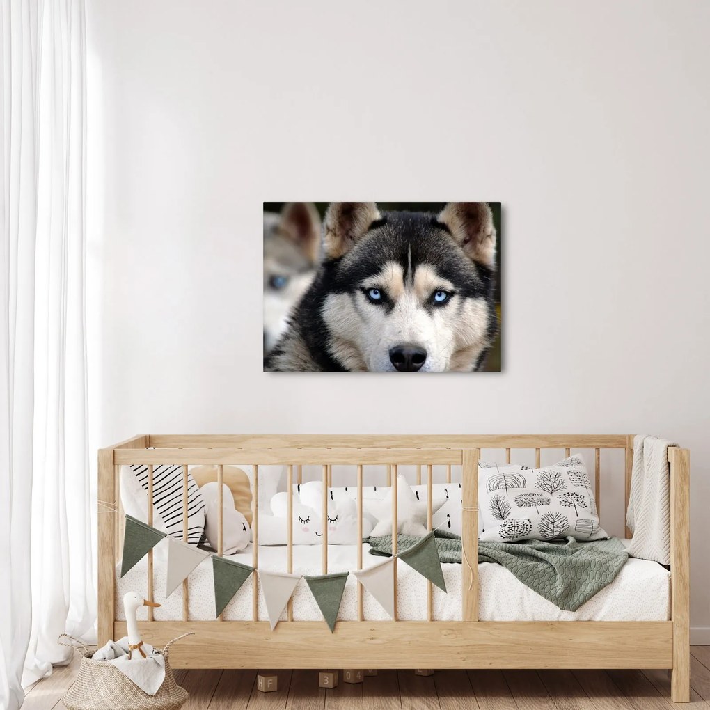 Husky kutya kép (70x50 cm)