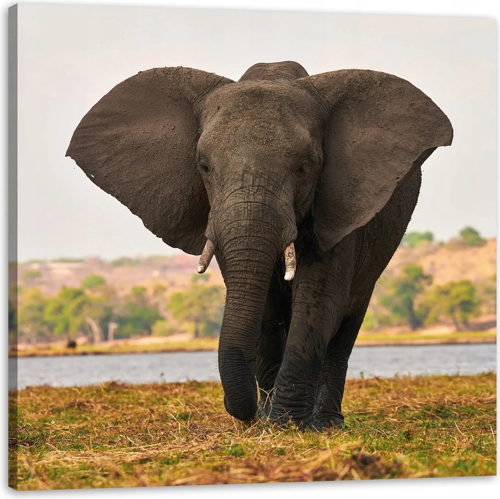 Vászonkép Nagy Szürke Elefánt a szavannán 40X40 cm Ideális ajándék