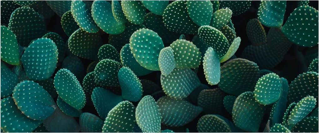 Kép - Opuntia (120x50 cm)