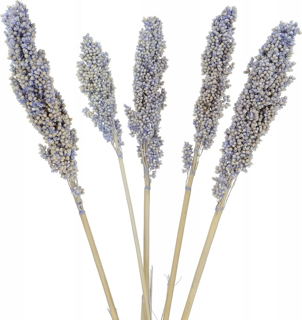 Szárított cirok lila csokor 5 db-os díszfű váza és dekoráció