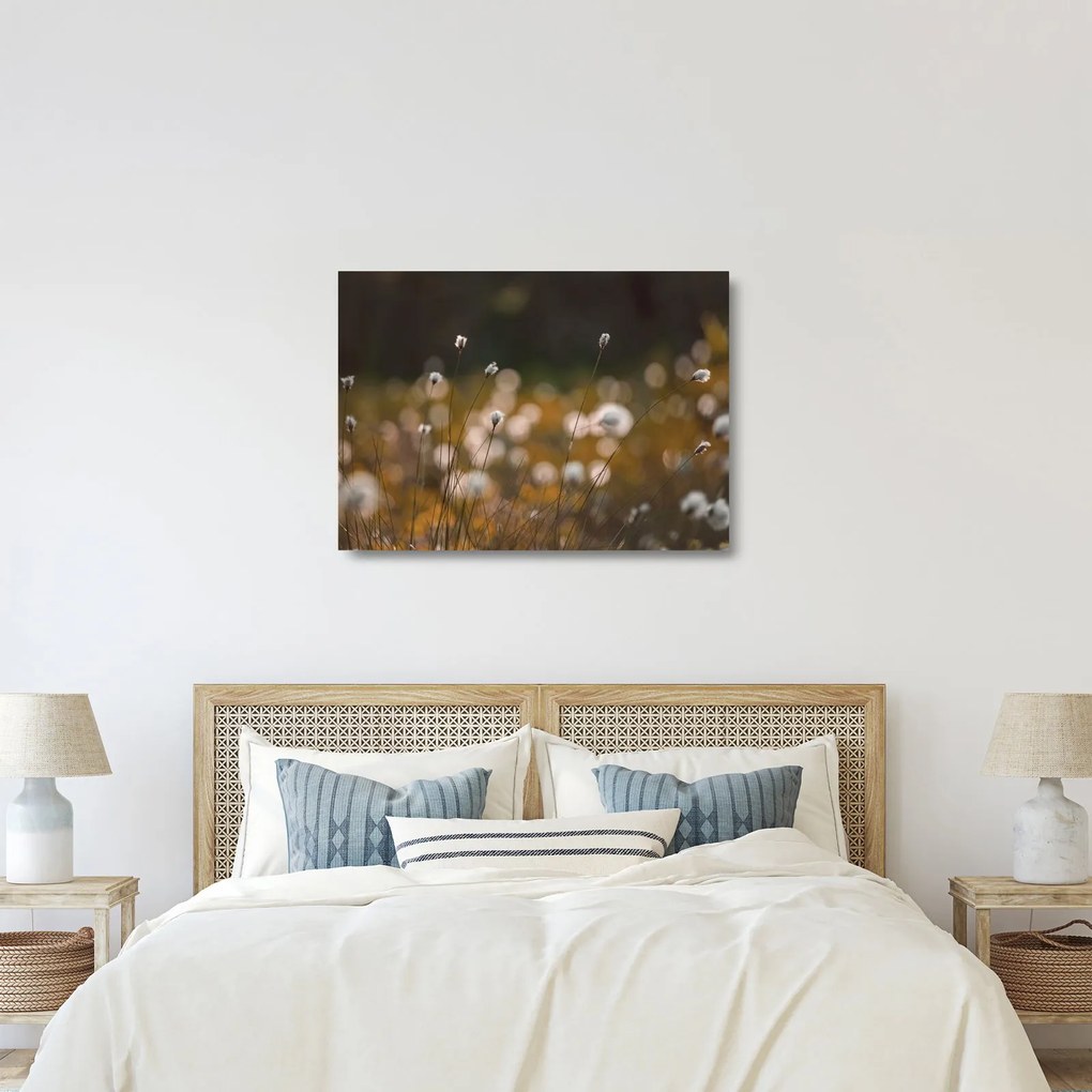 Üveg kép - Gyapotfűvel borított rét N⁰2 (70x50 cm)