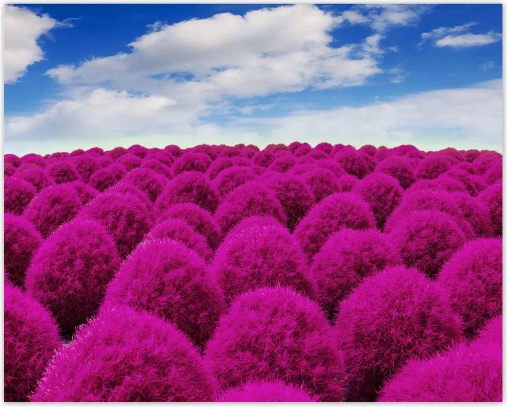 Poszterek 50x40 Kifejező rét Tájkép