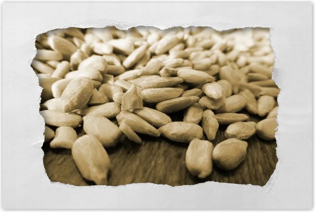 Poszter 60x40 Hántolt napraforgó