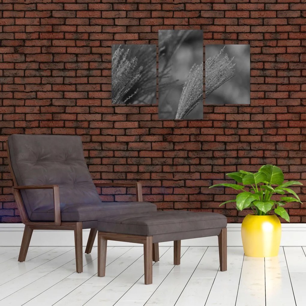 Kép - Szárított pampafű (90x60 cm)