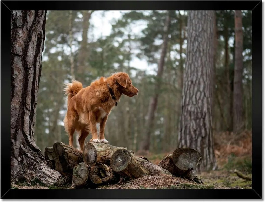 Poszterek keretben 40x30 Kutya Kutyák